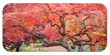 Japanese Maple Tree